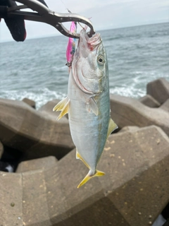 ワカシの釣果