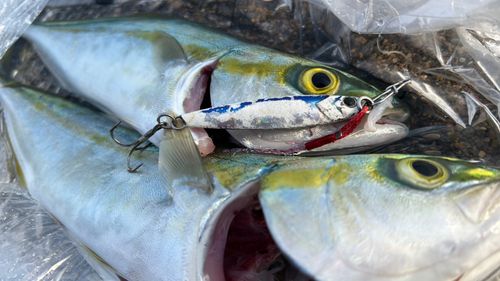 ツバスの釣果