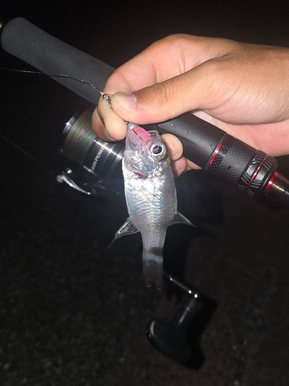 ホソスジナミダテンジクダイ