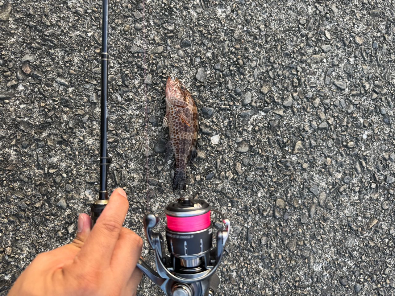オオモンハタ