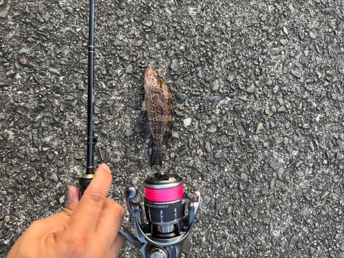 オオモンハタの釣果