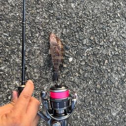 オオモンハタ