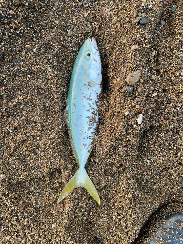 ツバスの釣果