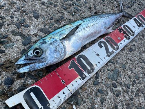サゴシの釣果