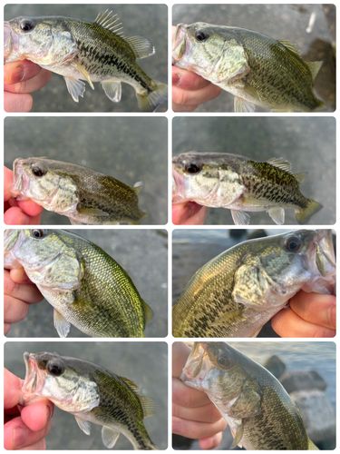 ブラックバスの釣果