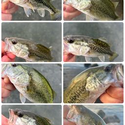 ブラックバス