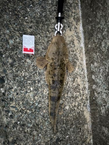 マゴチの釣果