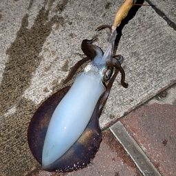 アオリイカ