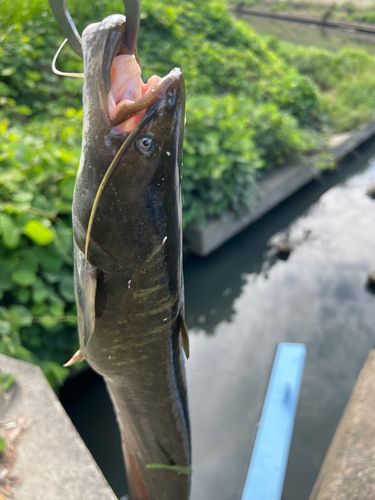 ナマズの釣果