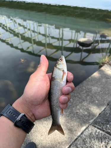 ウグイの釣果