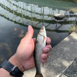 ウグイ