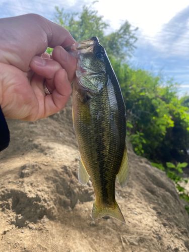 ラージマウスバスの釣果