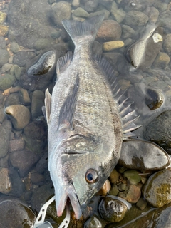 チヌの釣果