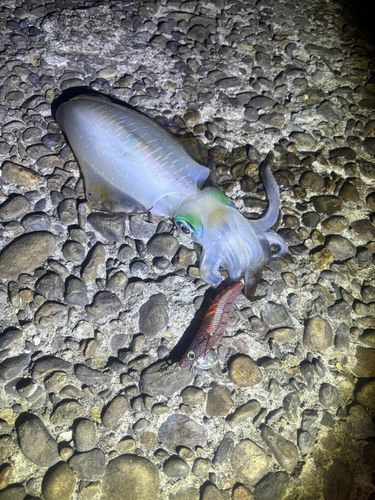 アオリイカの釣果