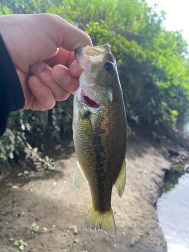 ラージマウスバスの釣果