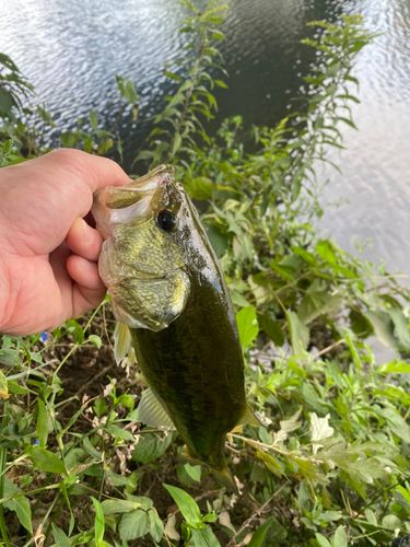 ラージマウスバスの釣果