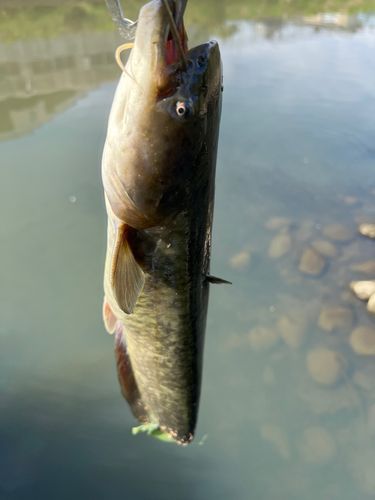 ナマズの釣果