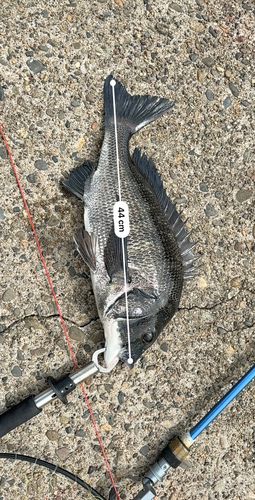 チヌの釣果
