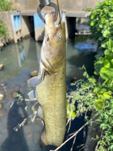 ナマズの釣果