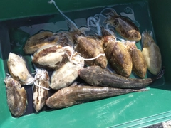 モンゴウイカの釣果