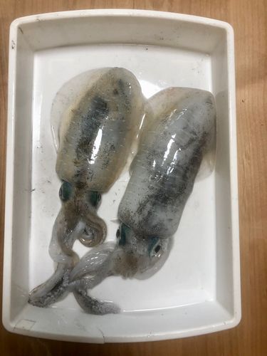 高松沖