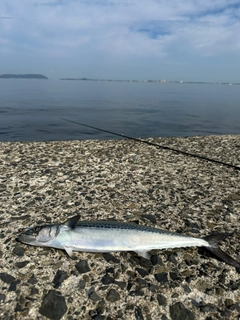 サゴシの釣果
