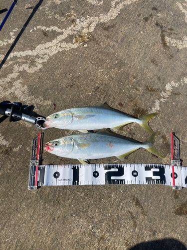 ワカシの釣果