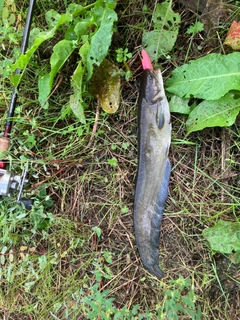 ナマズの釣果