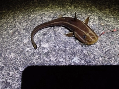 ゴンズイの釣果