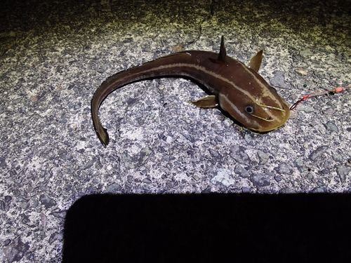 ゴンズイの釣果