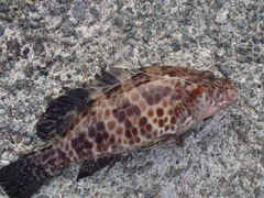 オオモンハタの釣果