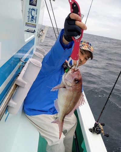 マダイの釣果