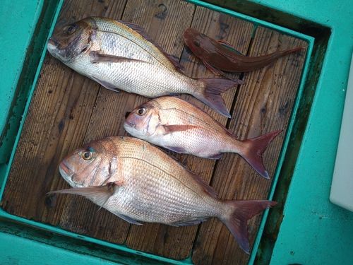 マダイの釣果