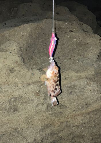 ガシラの釣果