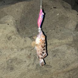 ガシラ
