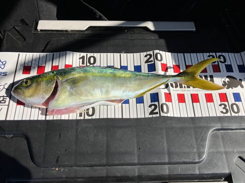 ツバスの釣果