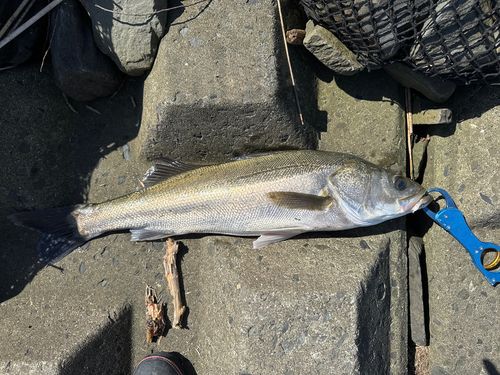 スズキの釣果