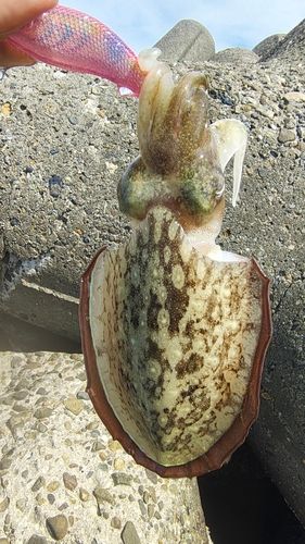 モンゴウイカの釣果
