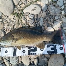 スモールマウスバス