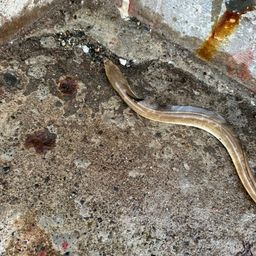 ホタテウミヘビ