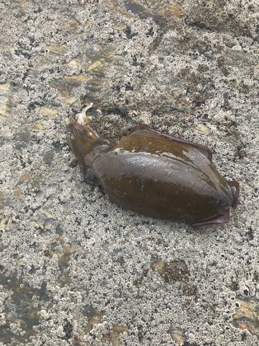モンゴウイカの釣果