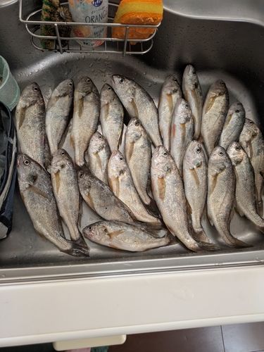 イシモチの釣果