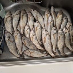 イシモチ