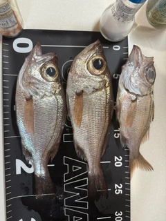 シロムツの釣果