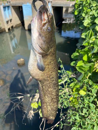 ナマズの釣果