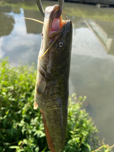 ナマズの釣果