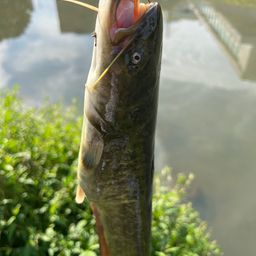 ナマズ