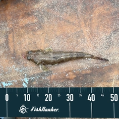 ミナミマゴチの釣果