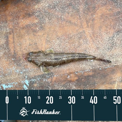 ミナミマゴチの釣果