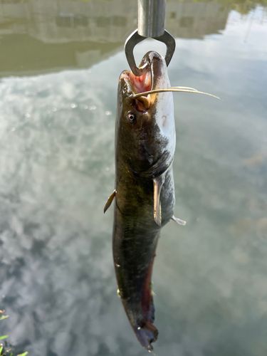 ナマズの釣果